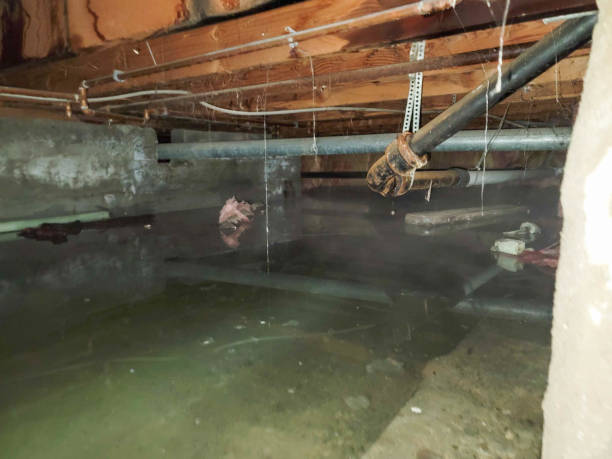 Best Mold removal after water damage  in Compo, CT